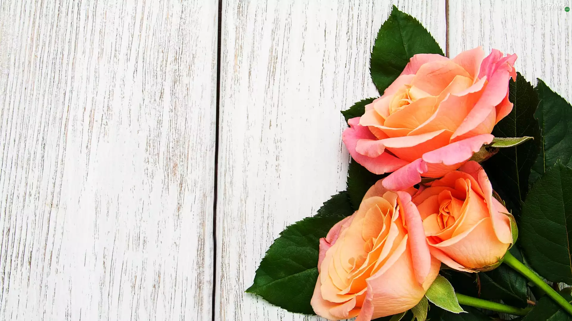 Three, Leaf, boarding, roses