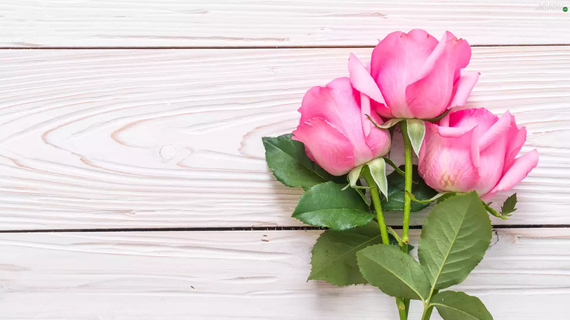 Three, White, boarding, roses