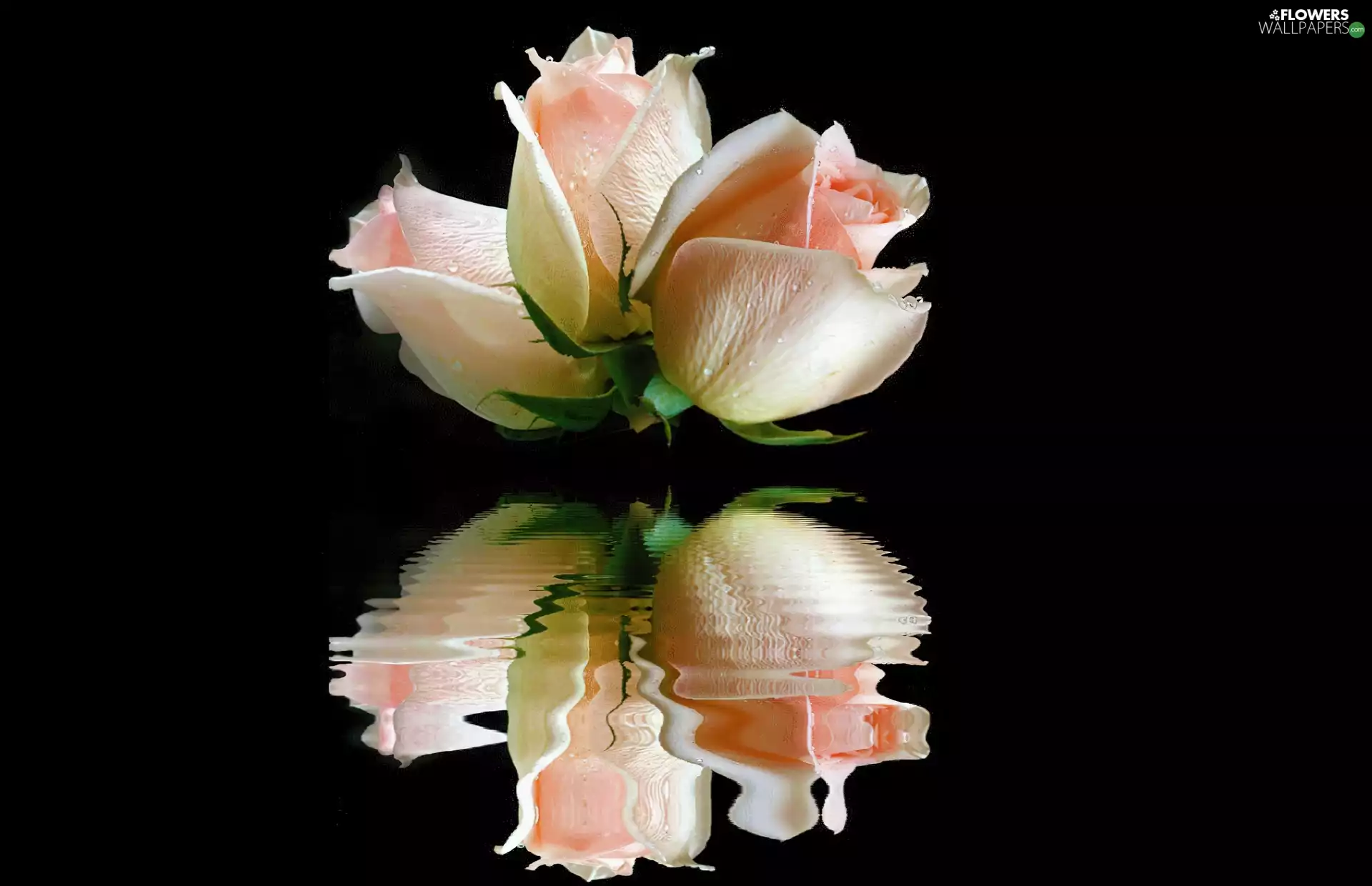 Three, water, reflection, roses