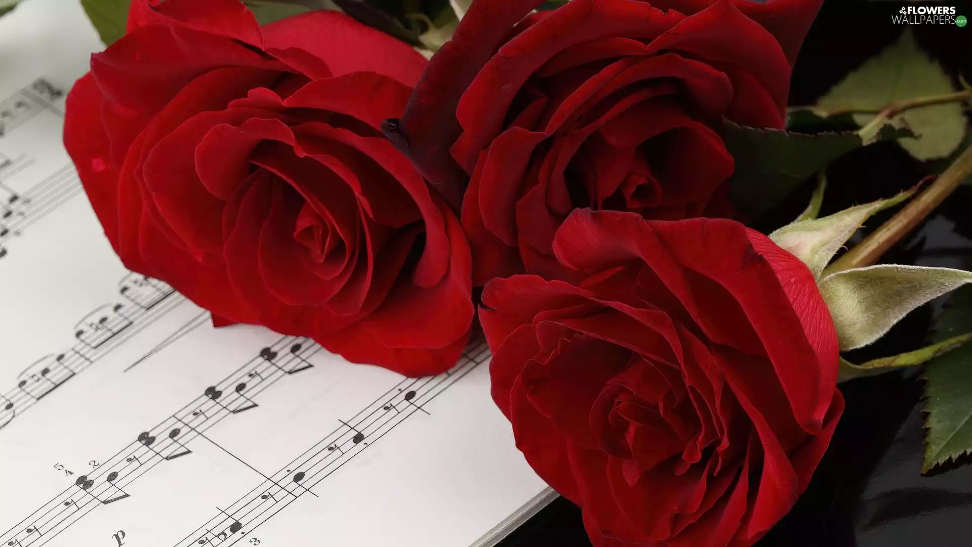 Tunes, Red, roses, Three