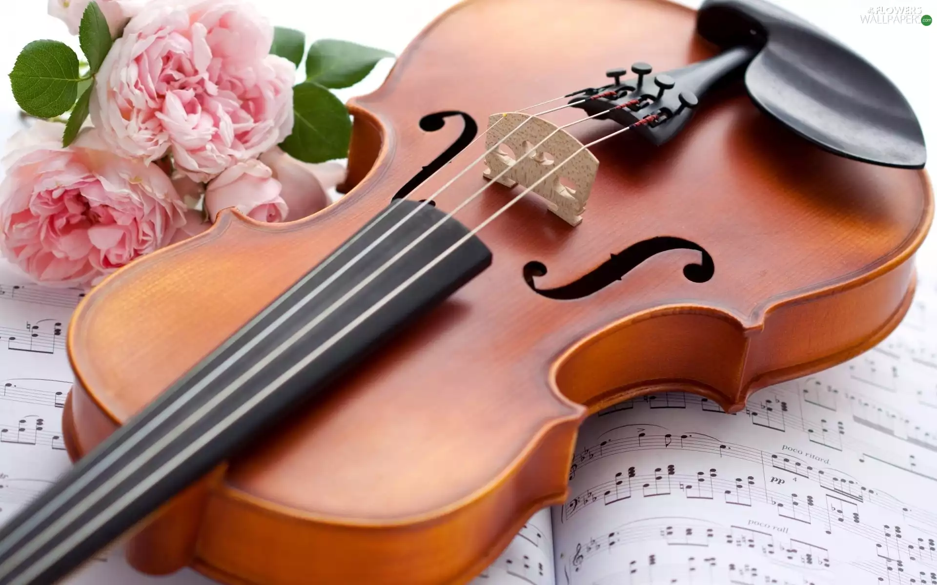 roses, violin, Tunes