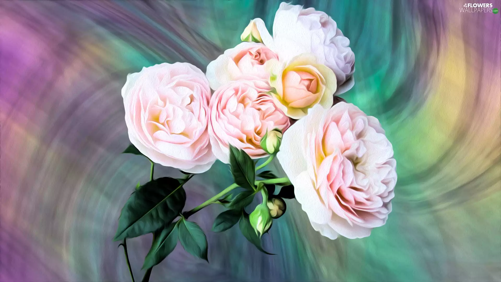 graphics, roses, twig, pale pink