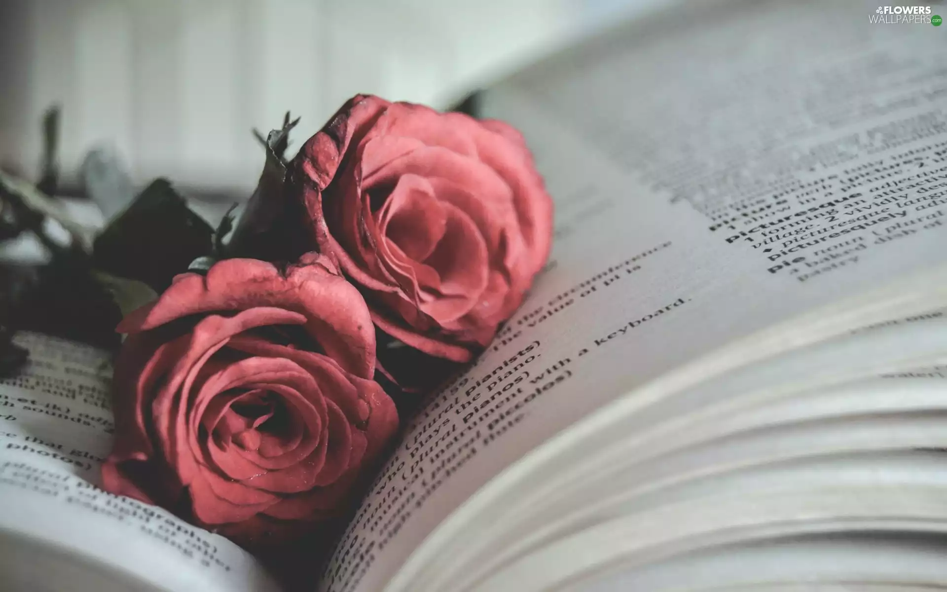 roses, Book, Two