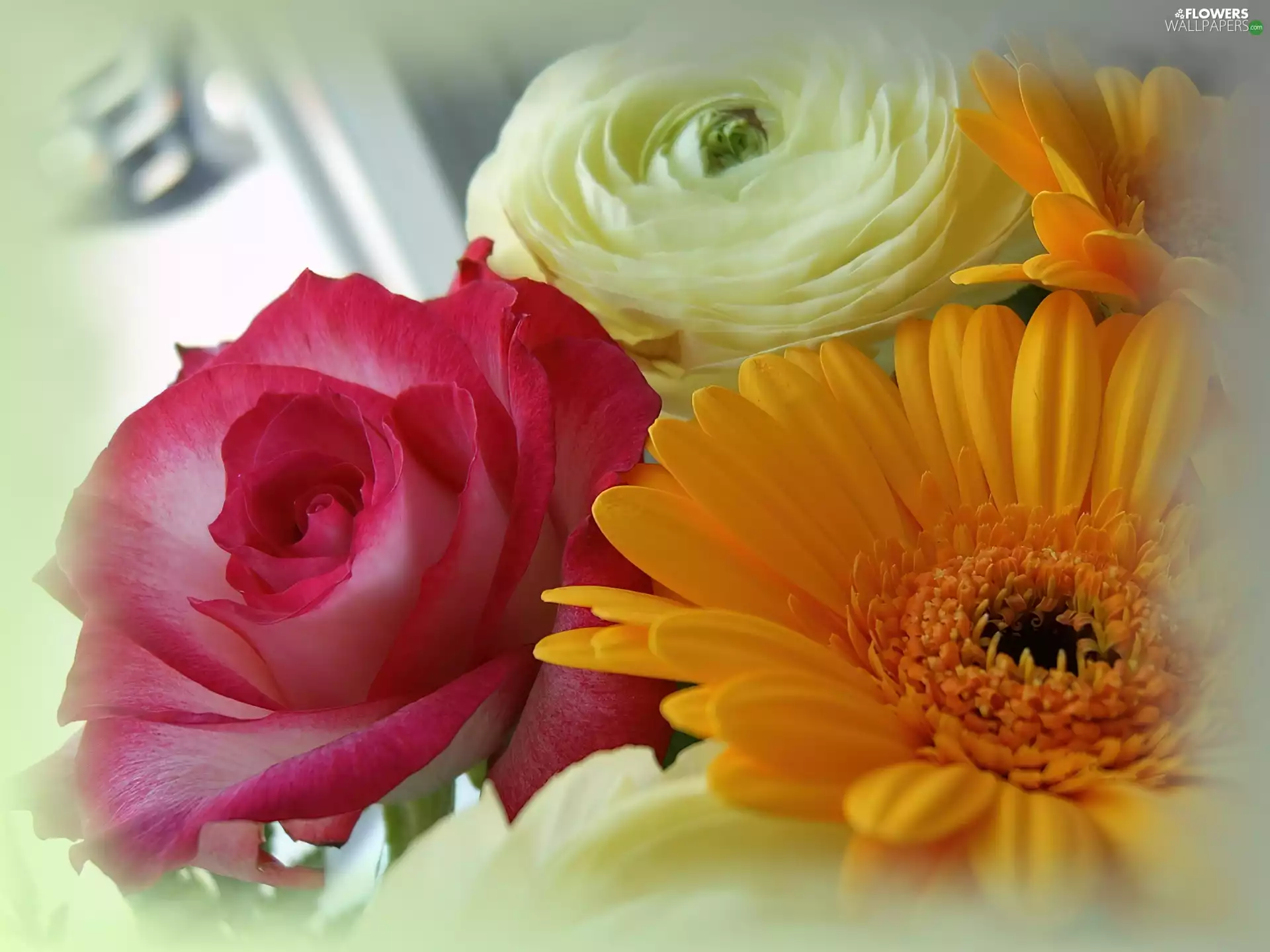 Two, Two, gerberas, roses