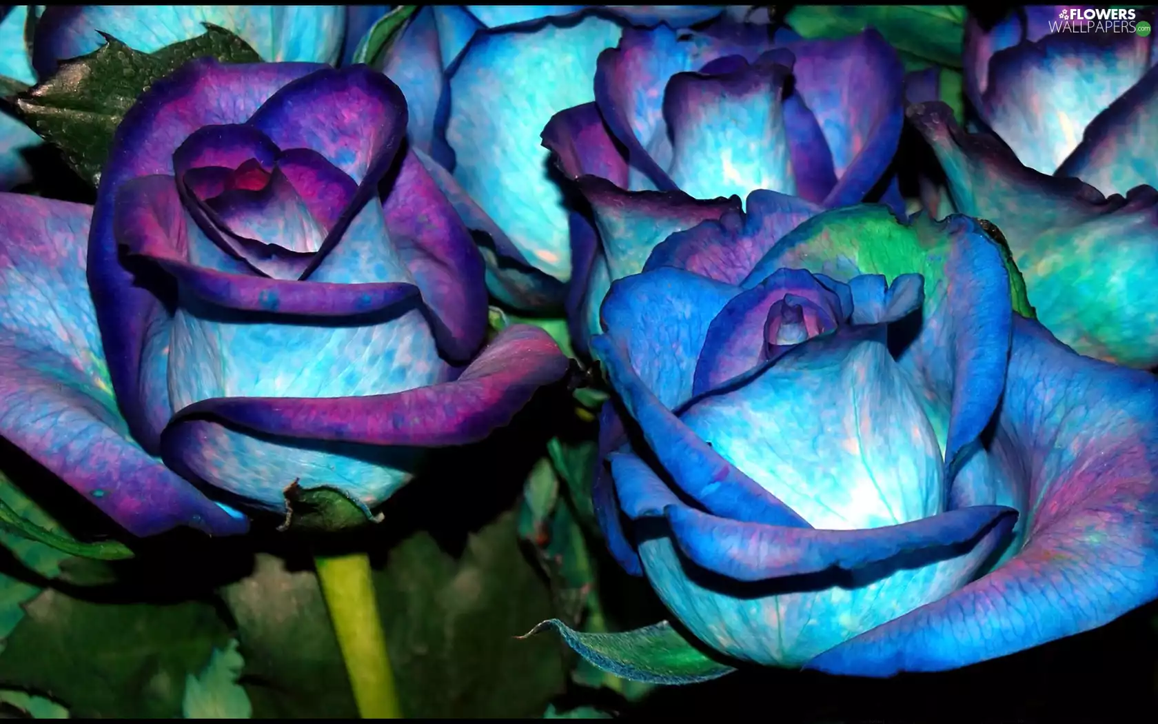 unusual, blue, purple, roses