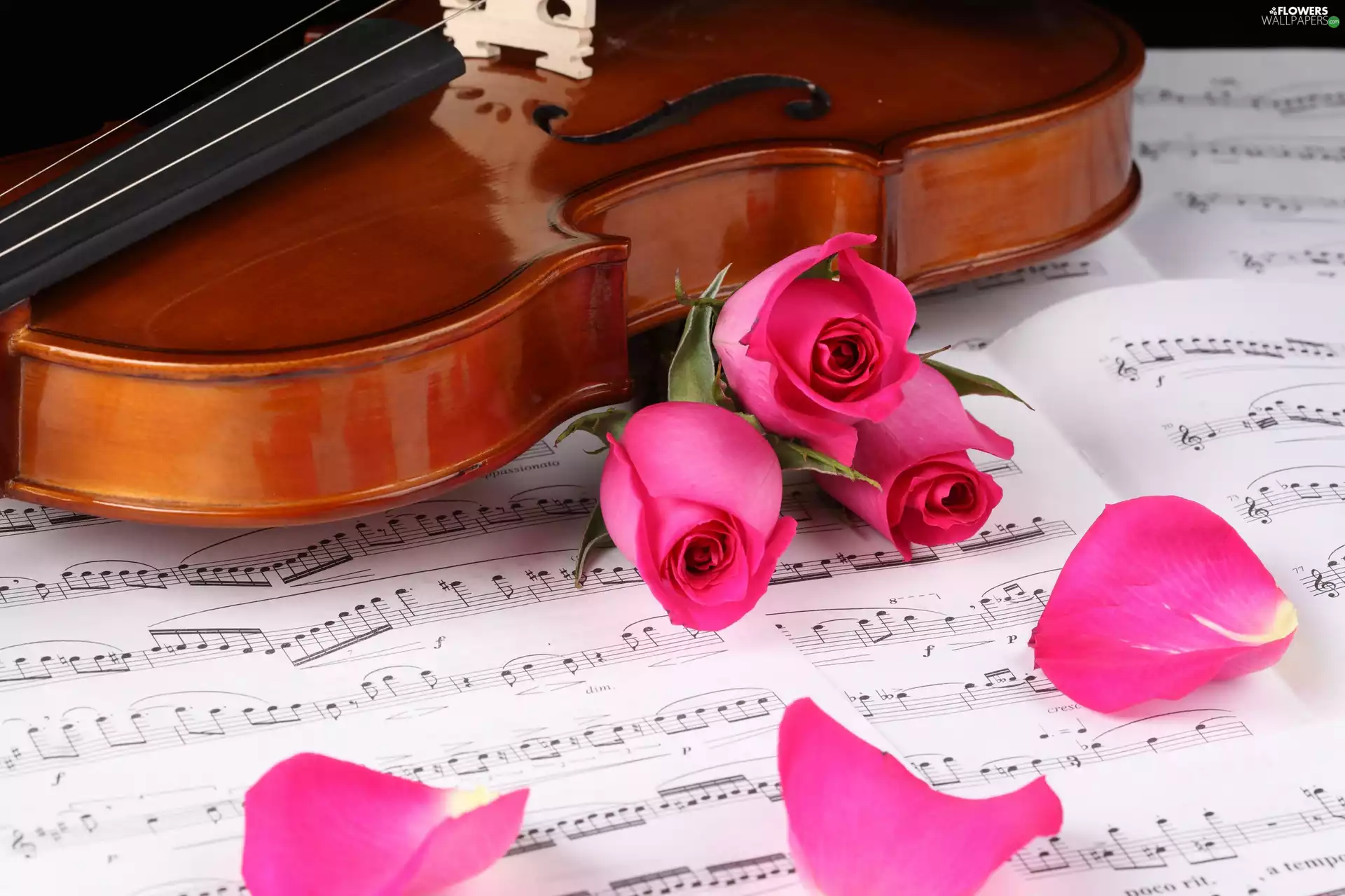 violin, flakes, Tunes, roses