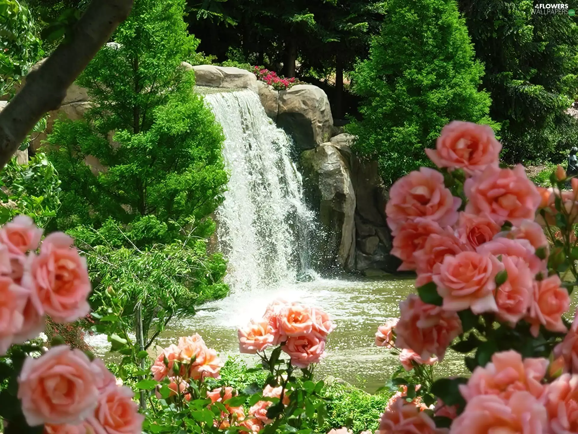 roses, River, waterfall