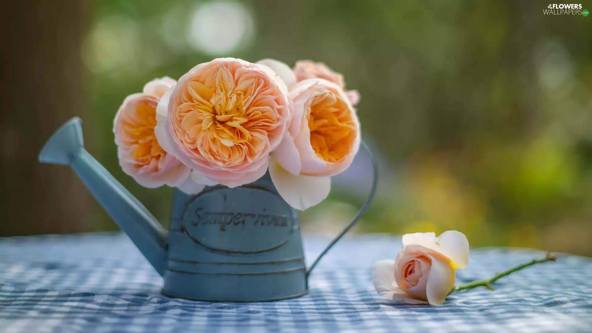 watering can, Flowers, roses
