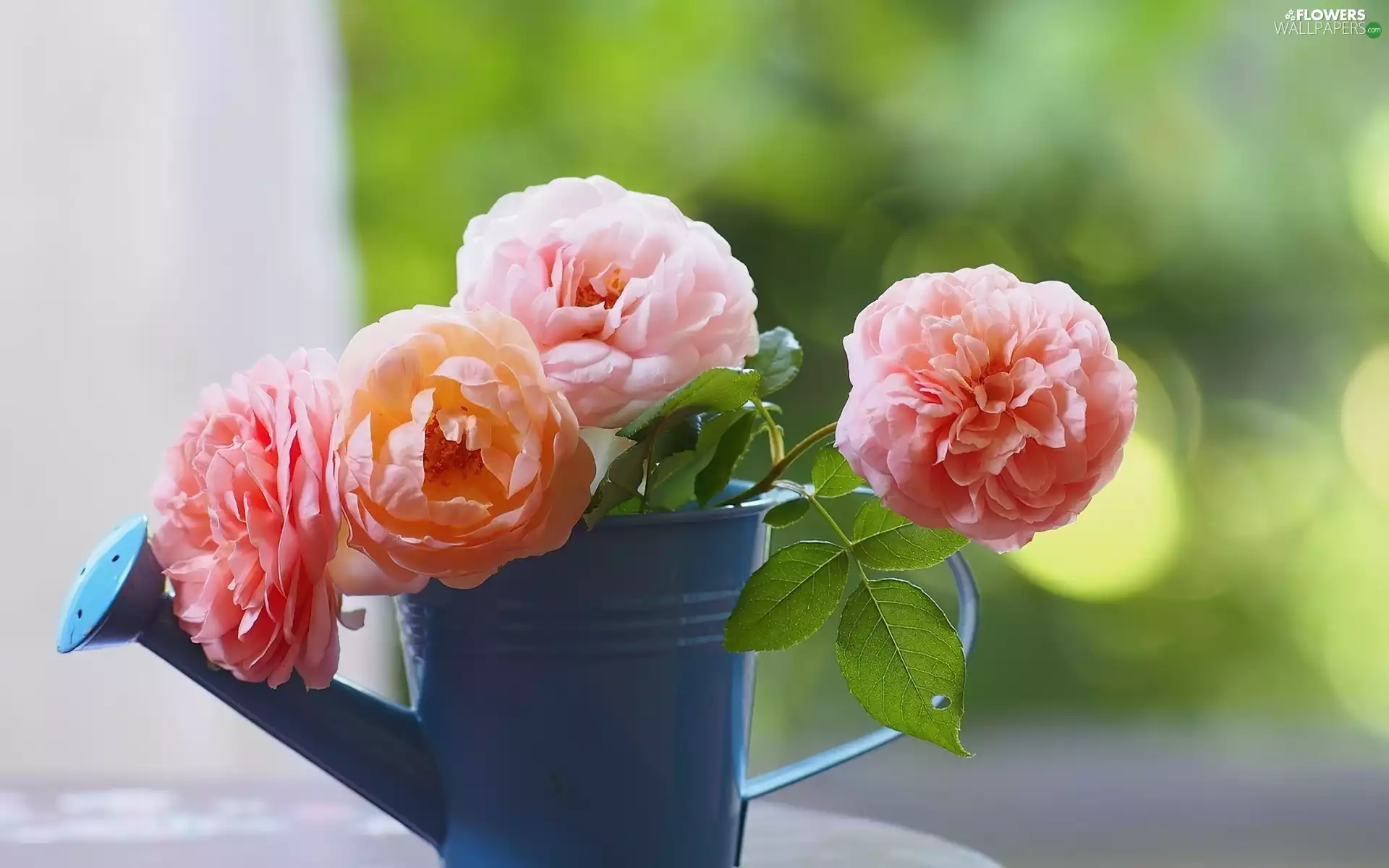watering can, Pink, roses