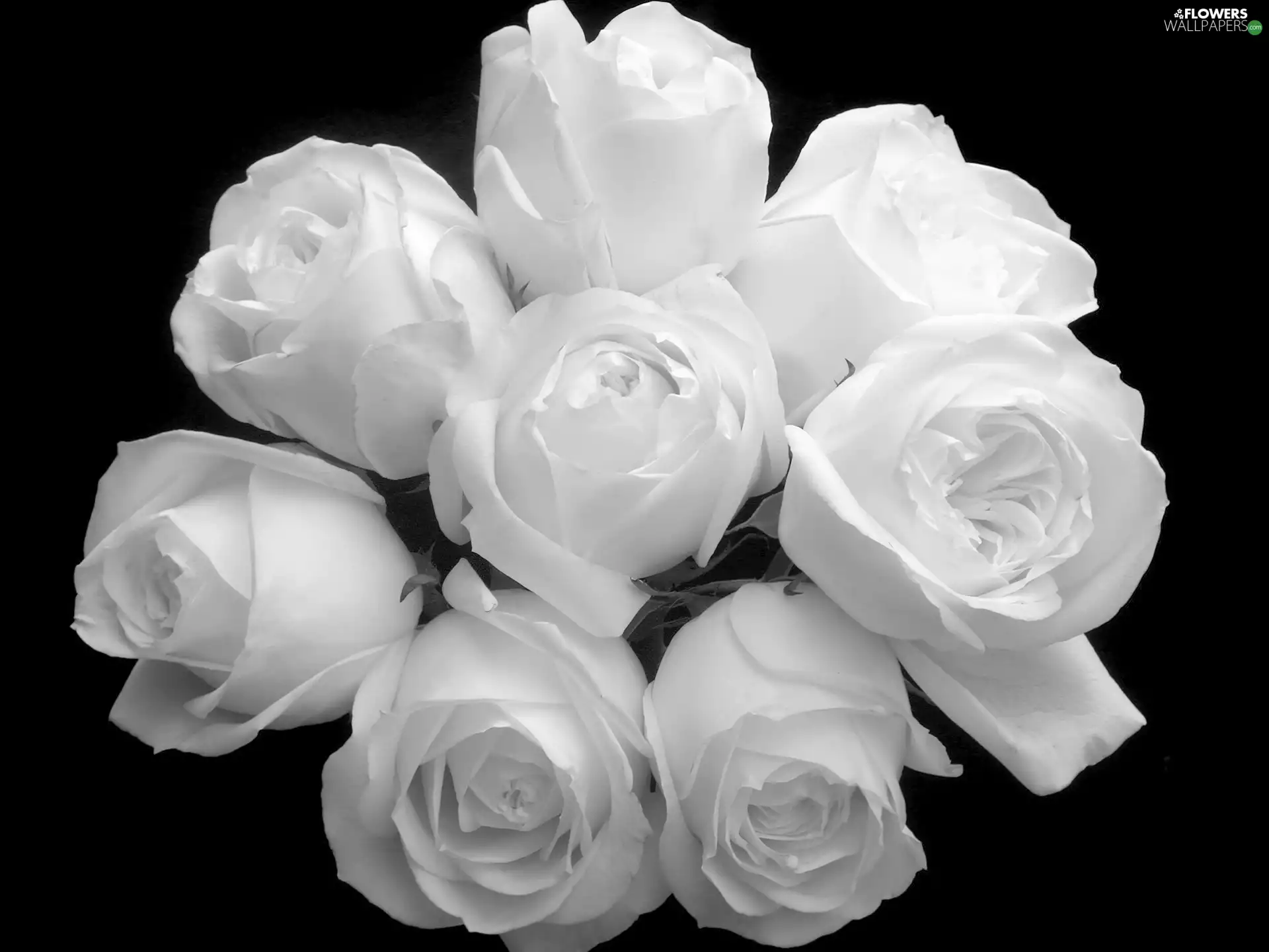 Black and white, bouquet, roses