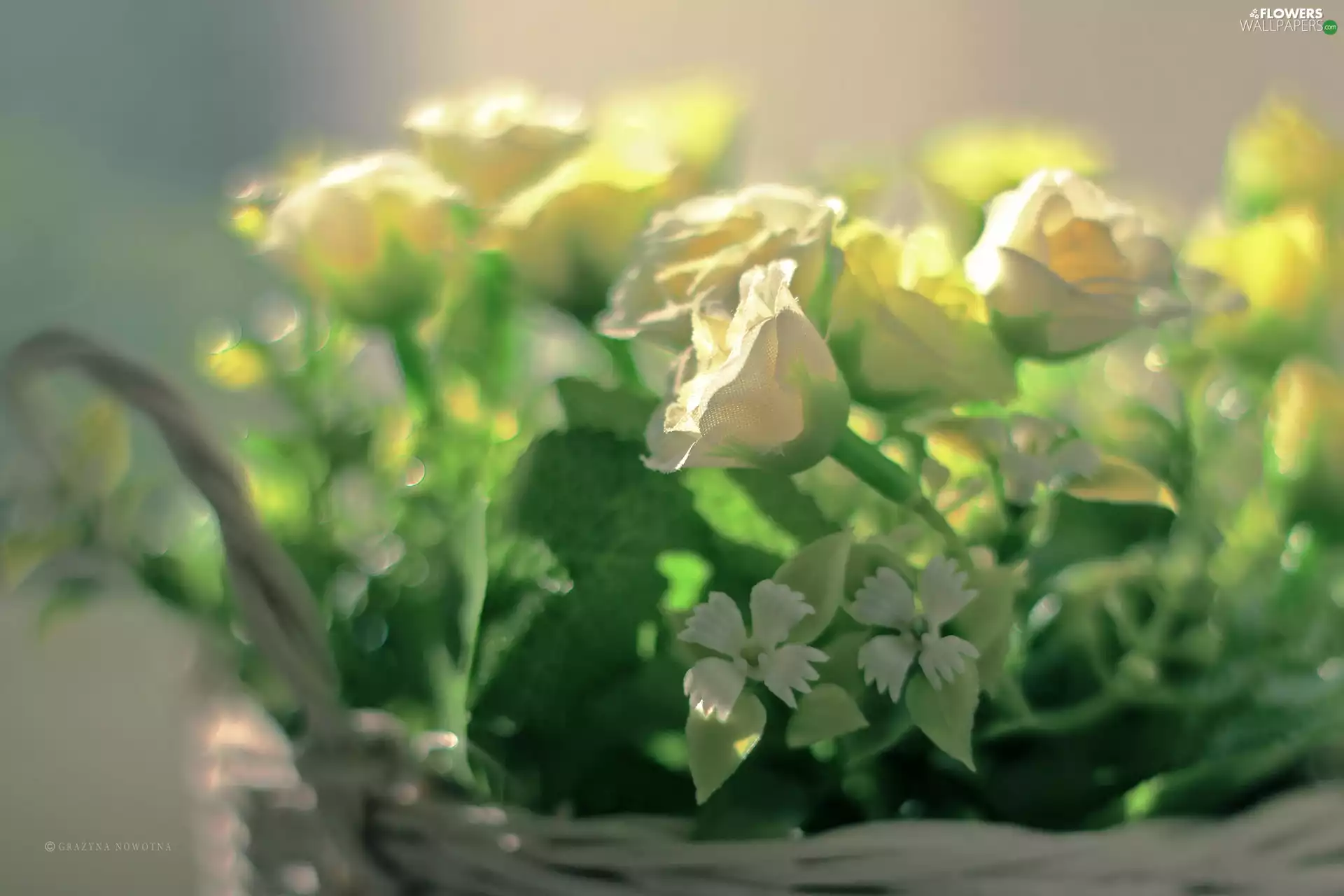 White, bouquet, basket, roses