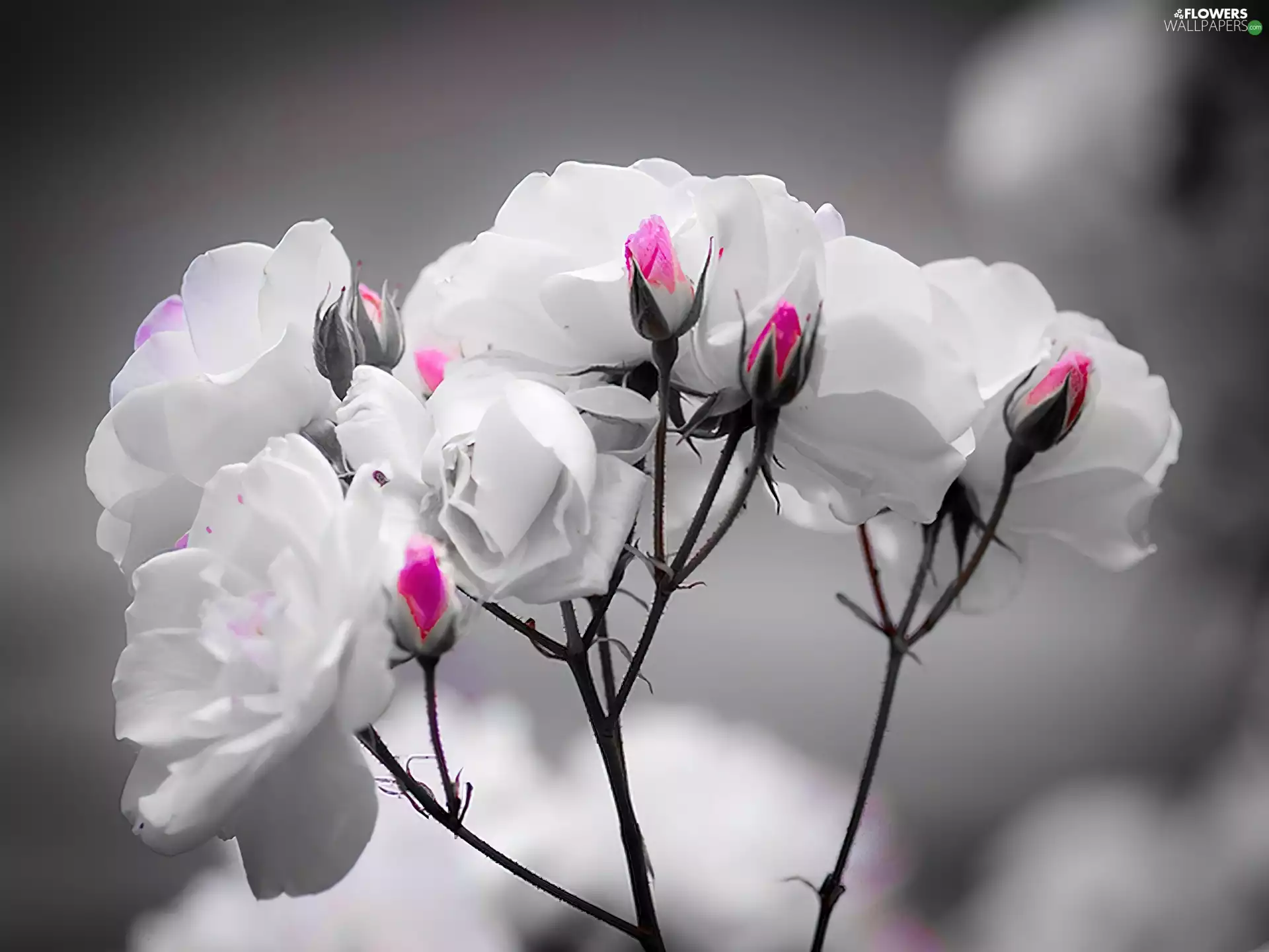 White, Pink, Buds, roses