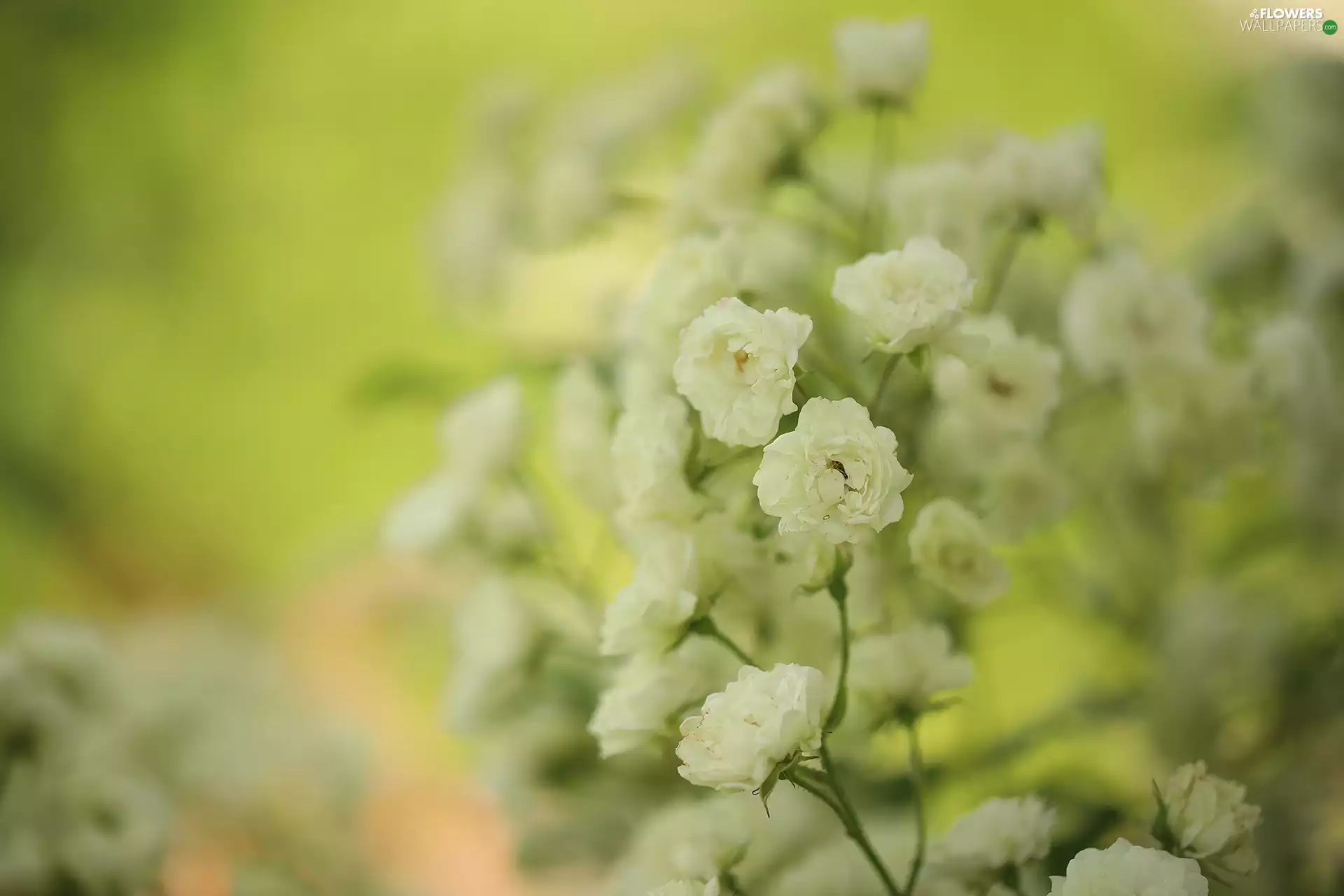 White, Flowers, Bush, roses