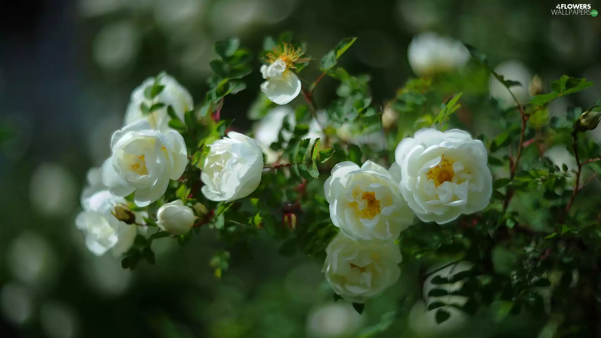 roses, Bush, White
