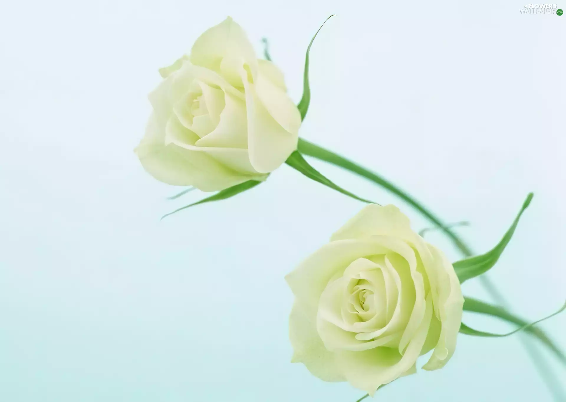 roses, Two, White