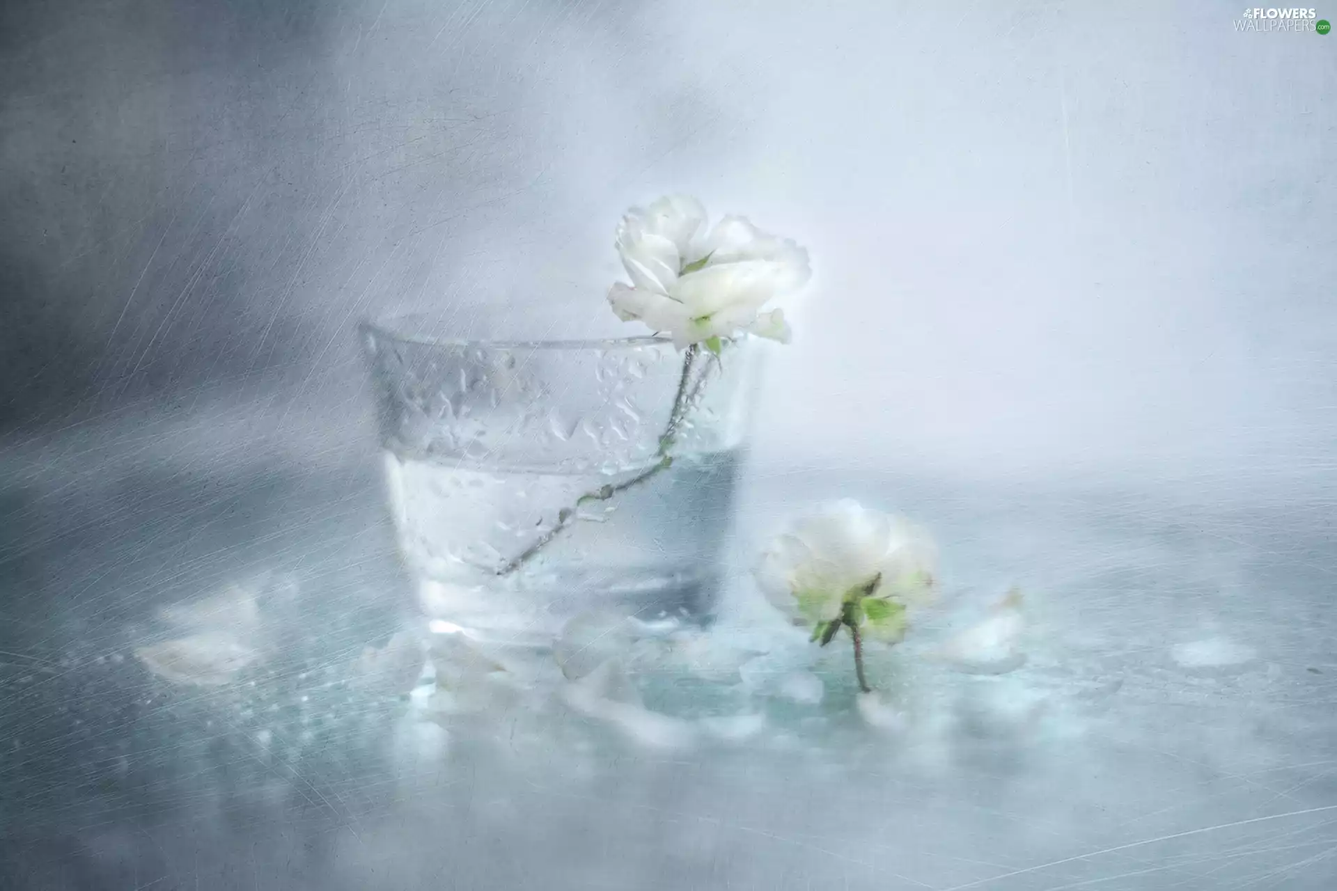 White, roses, vase, roses