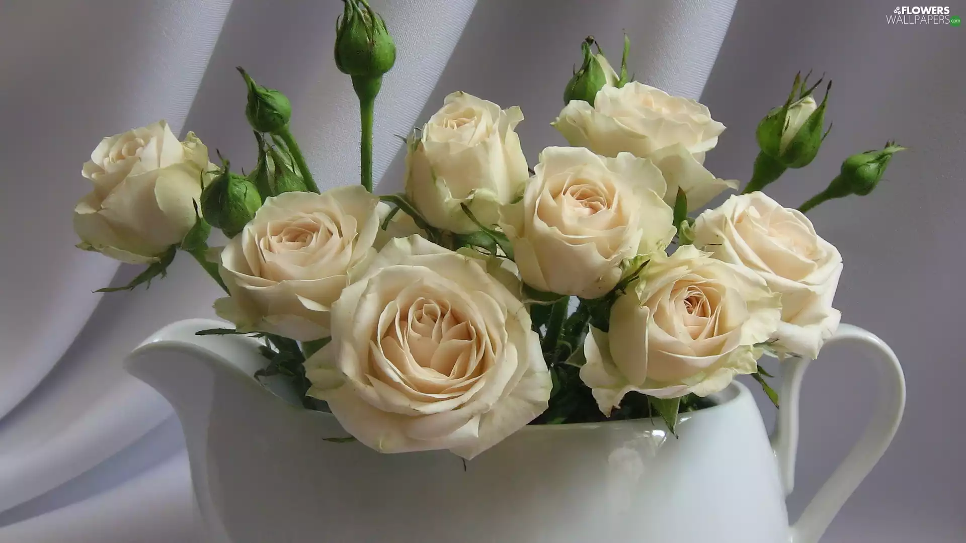 White, White, roses, jug