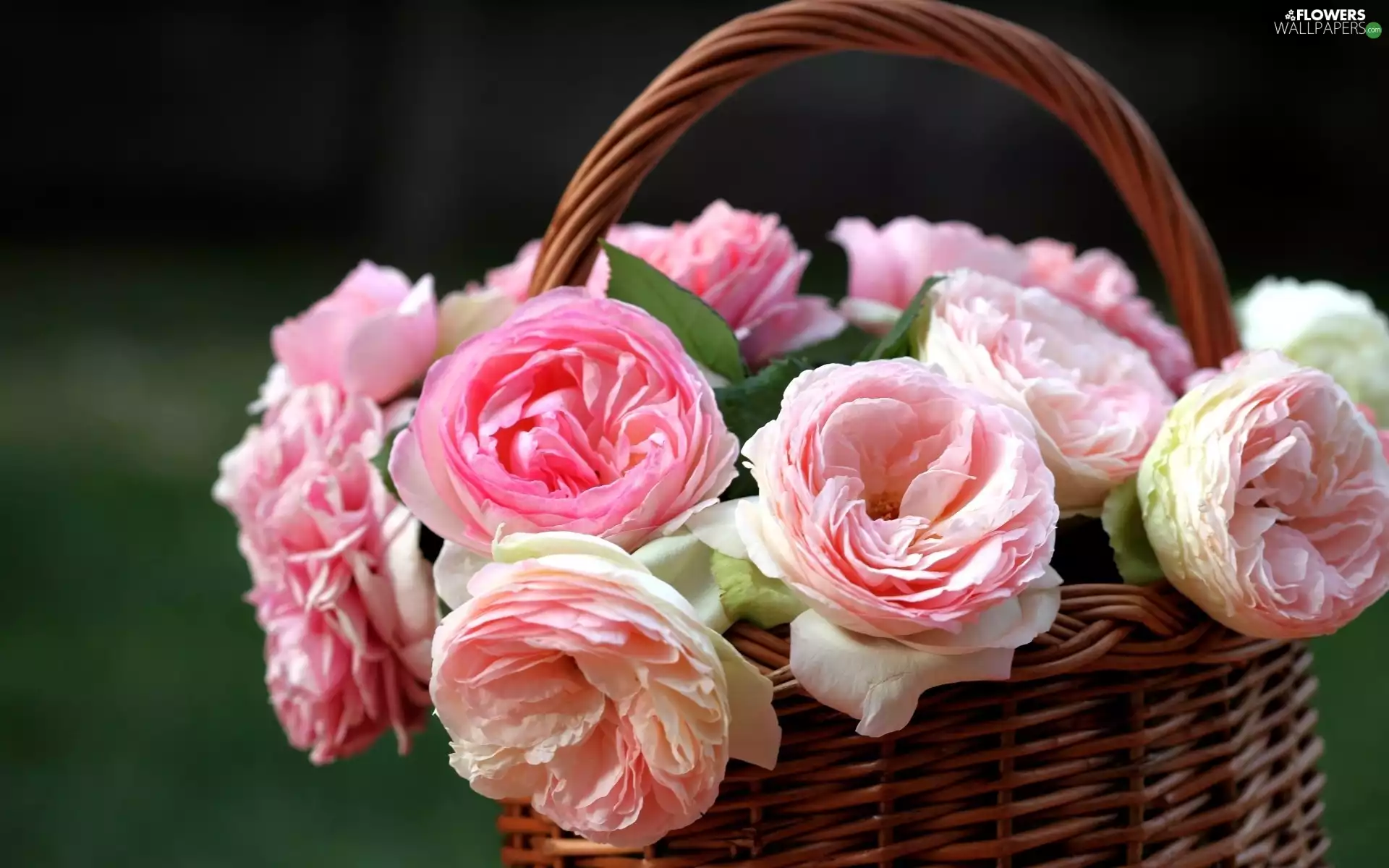 wicker, Pink, roses, basket