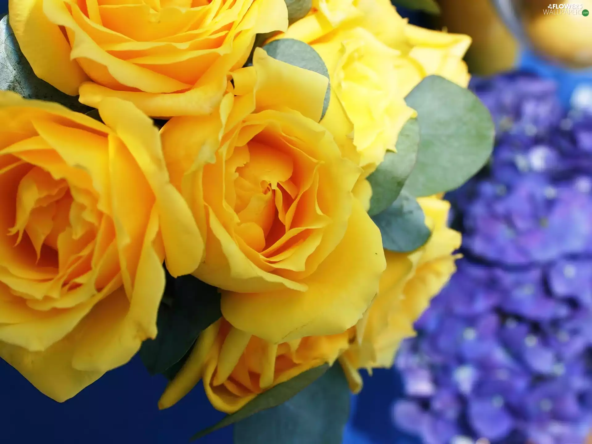 Yellow, roses