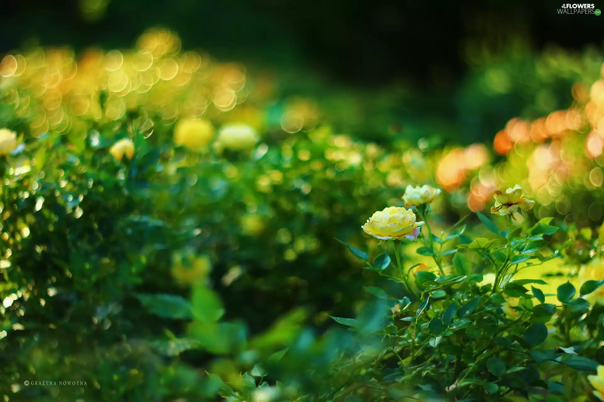 Yellow, Flowers, Bokeh, roses