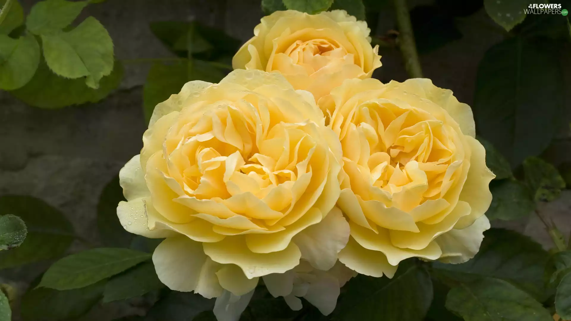 roses, Flowers, Yellow