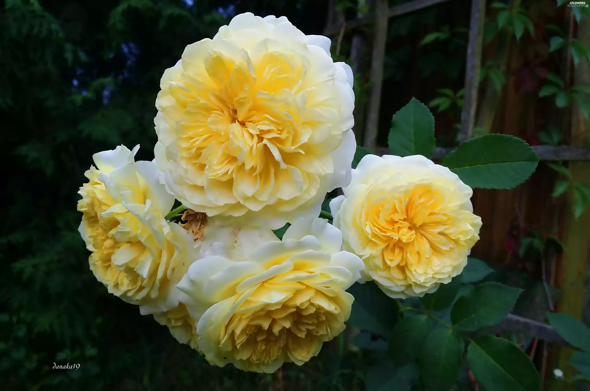 roses, Flowers, Yellow