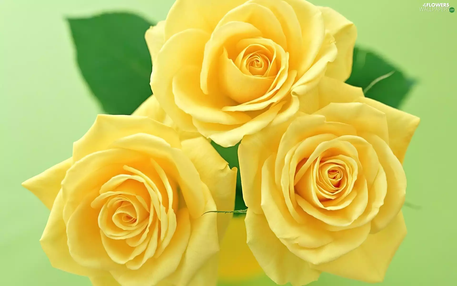 roses, Flowers, Yellow