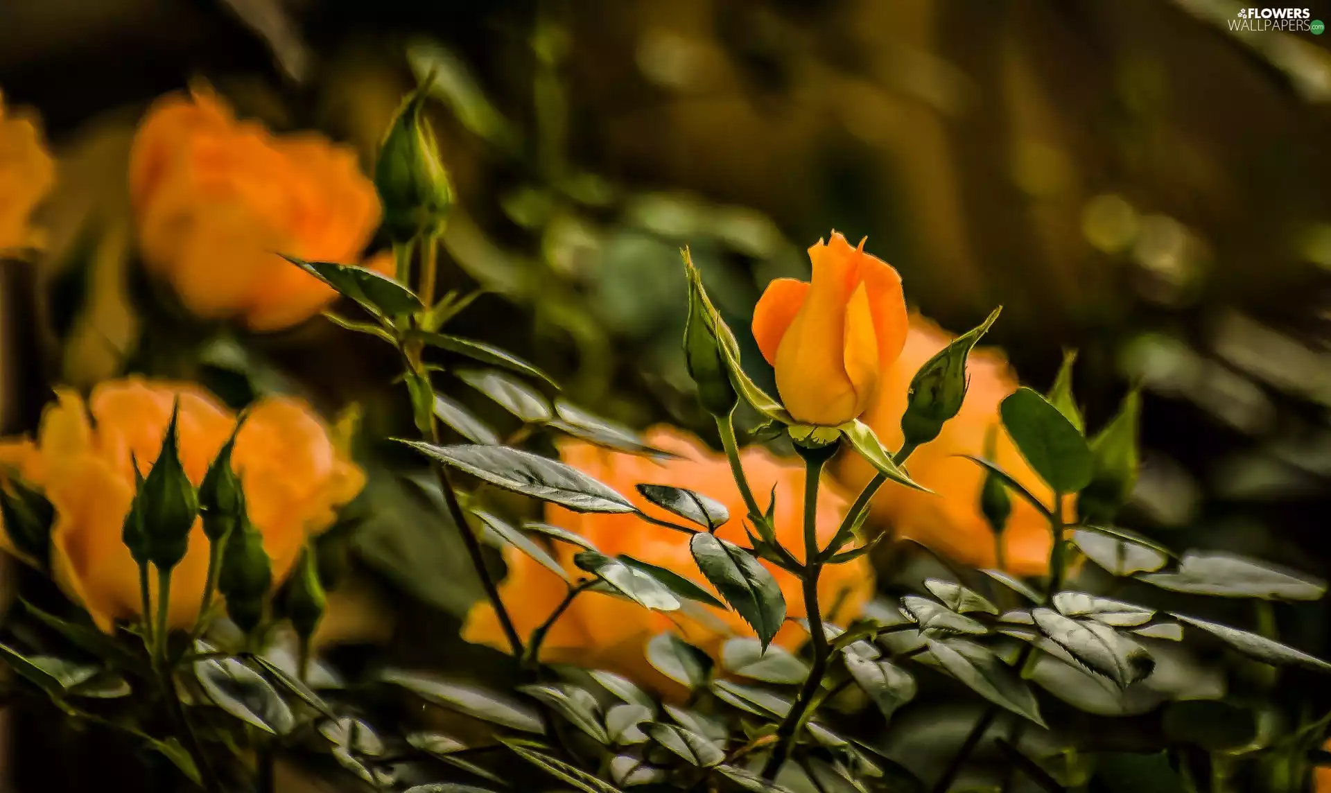 Yellow, Buds, leaves, roses