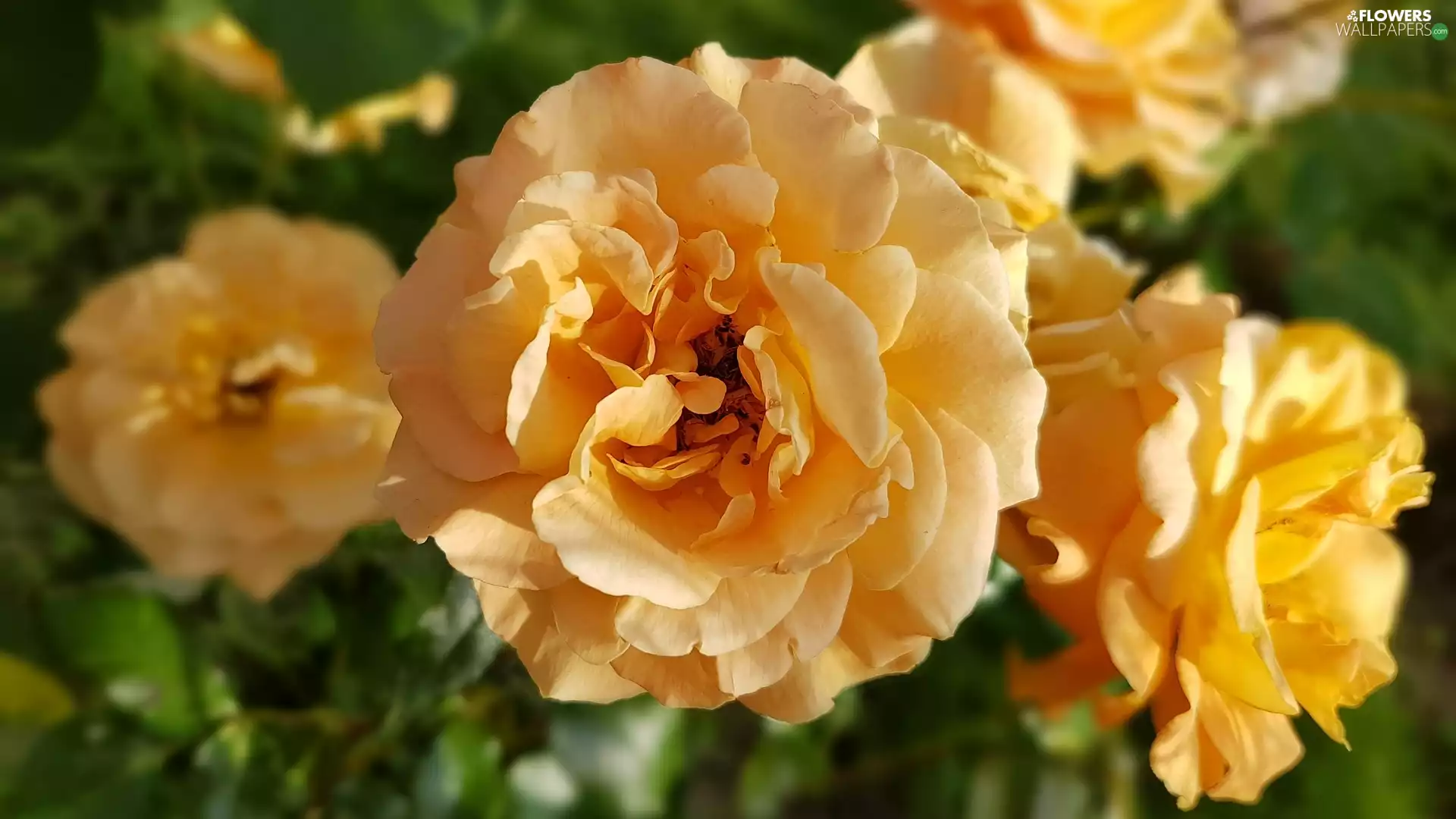 Yellow, developed, rose, roses