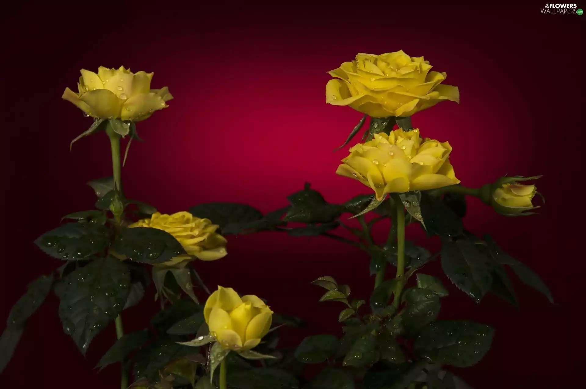 Yellow, drops, Rosy, roses