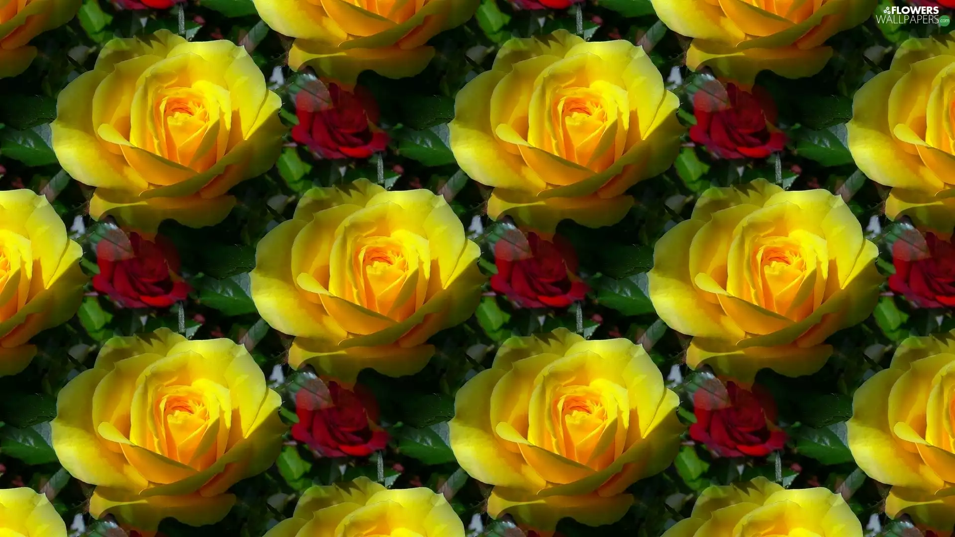 roses, texture, Yellow