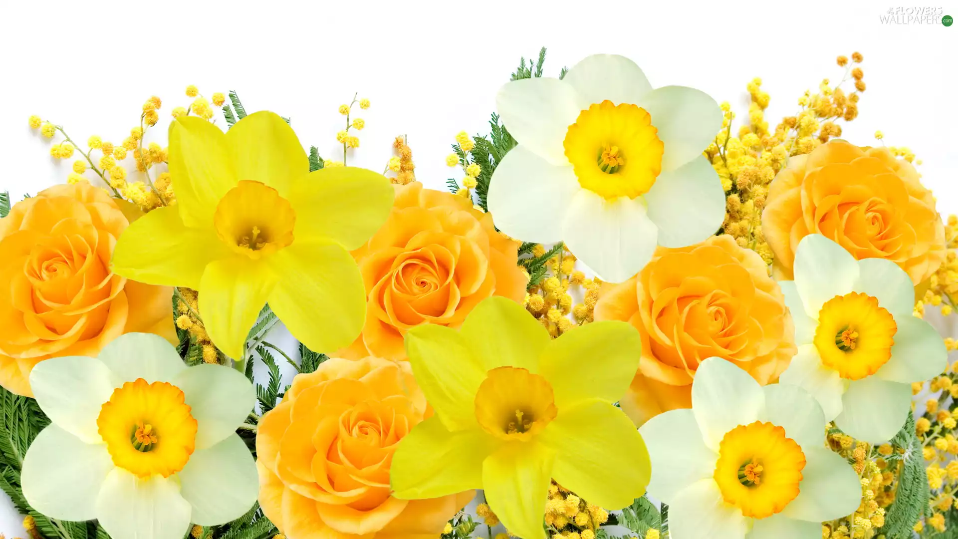 narcissus, roses, Yellow, Flowers, White