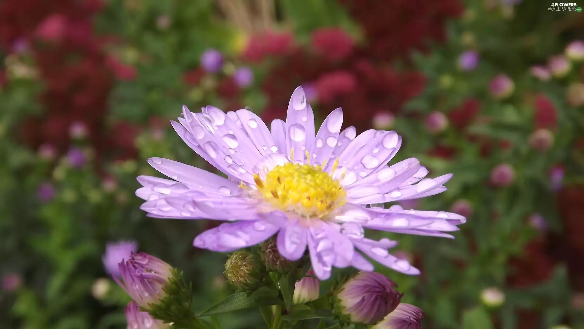 Aster, droplets, Rosy, Violet