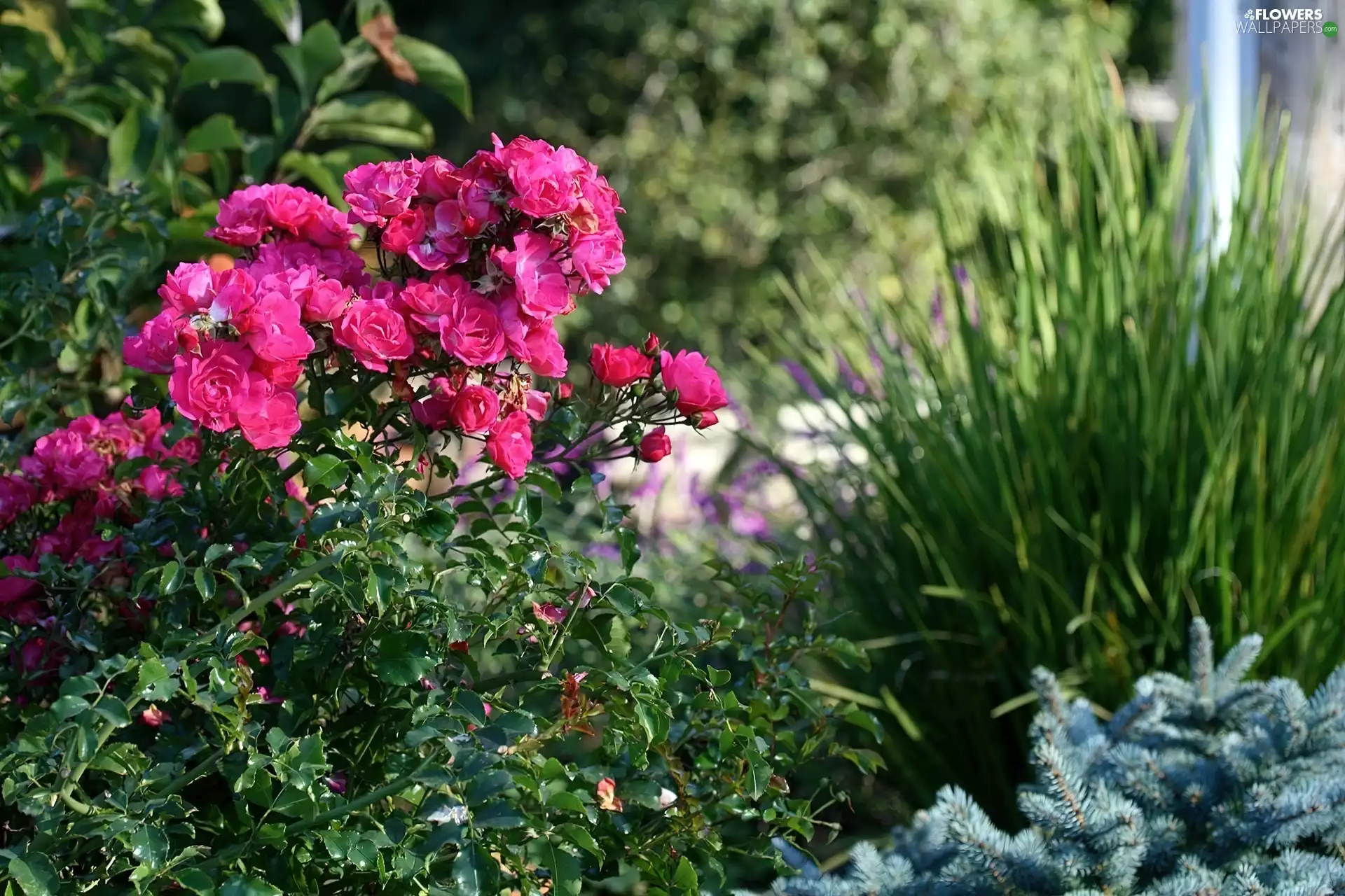 rosy, garden, Bush