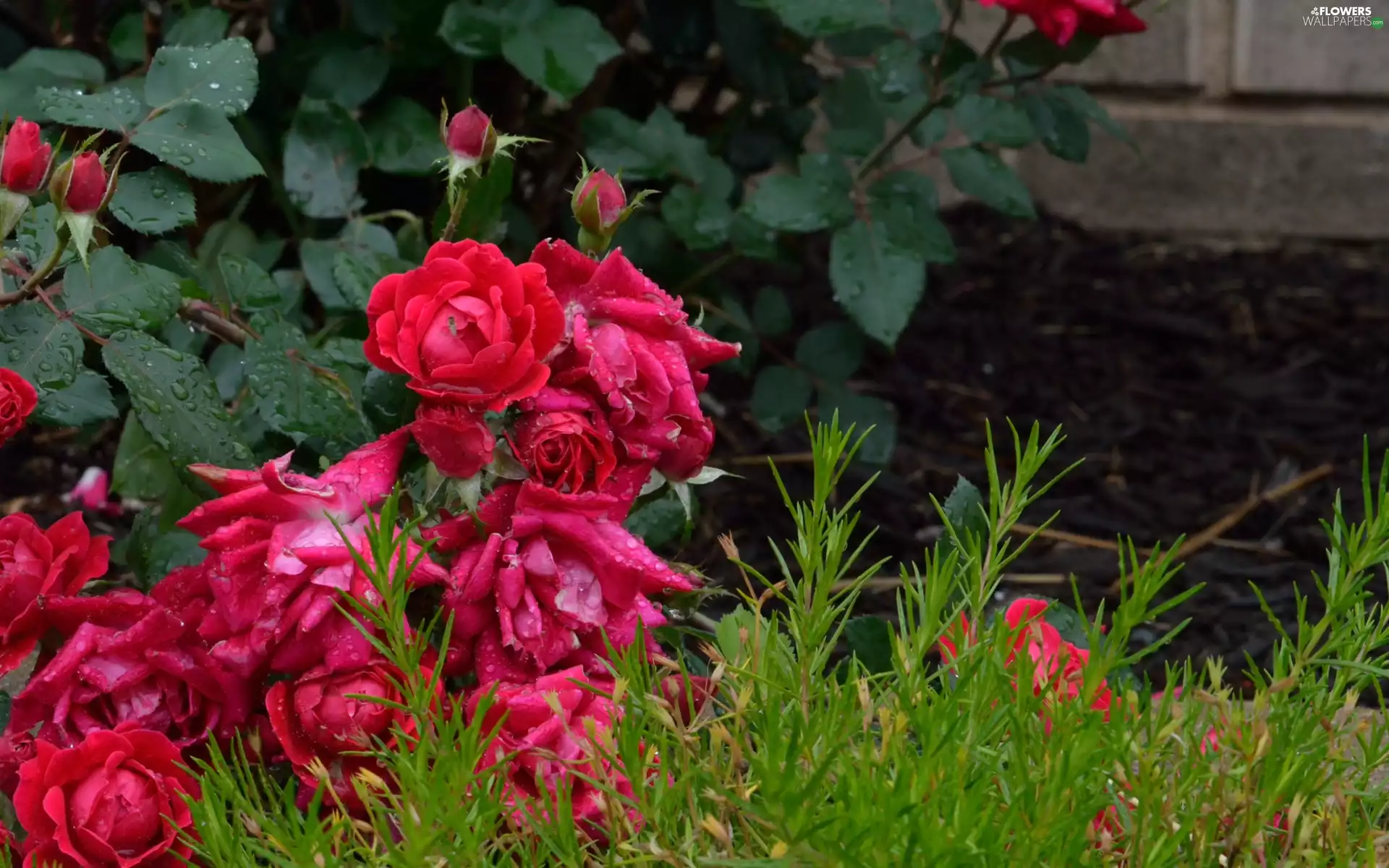 Bush, grass, wall, rosy