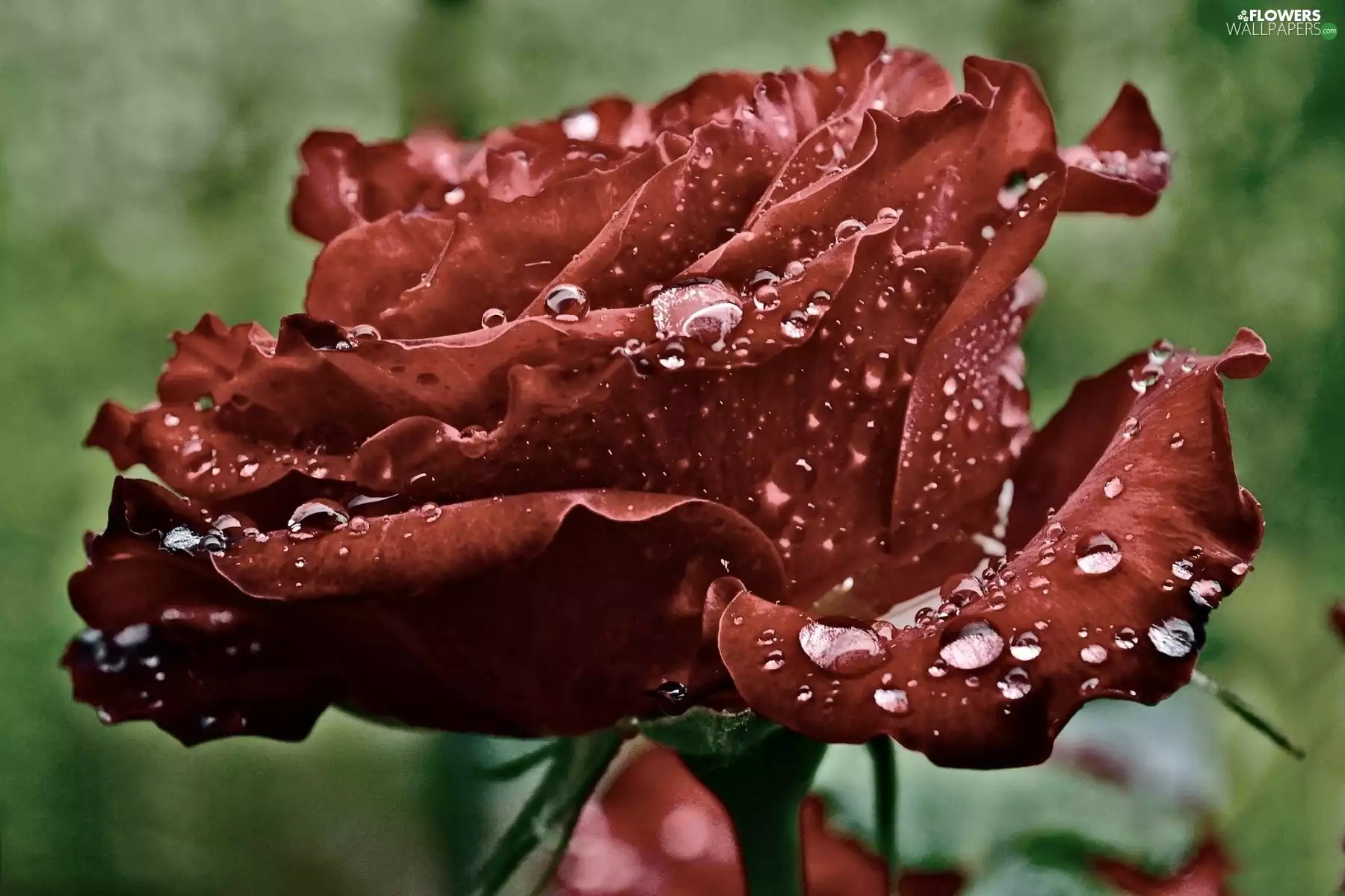 Claret, drops, Rosy, rose