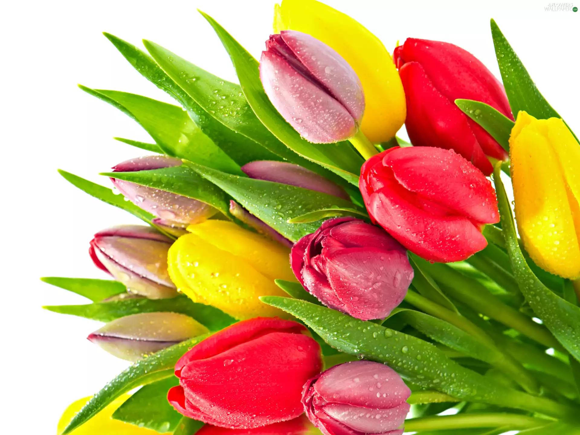 color, drops, Rosy, Tulips