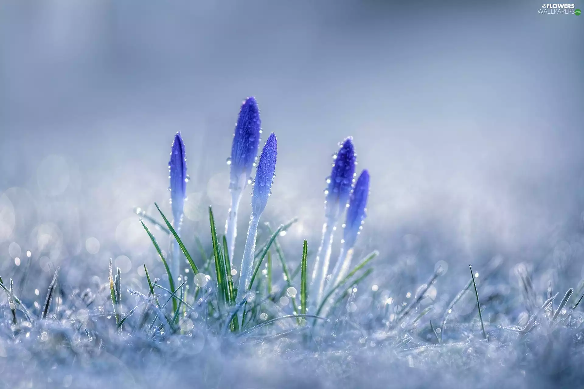 Rosy, crocuses, drops