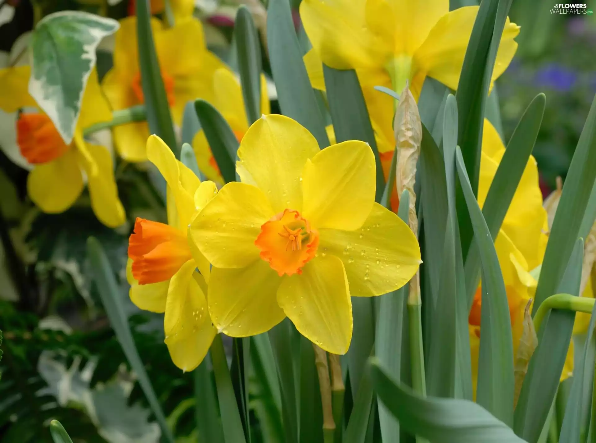 Rosy, Daffodils, drops