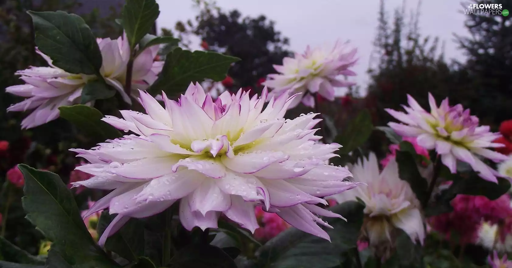 Rosy, dahlias, drops