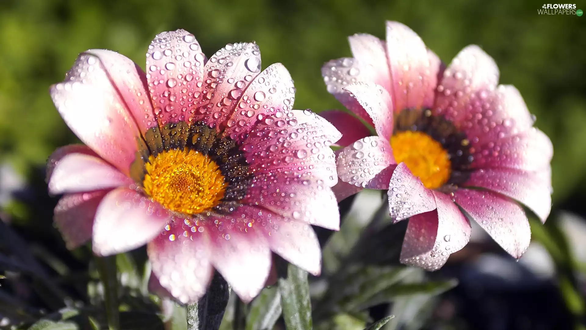 Rosy, Flowers, drops