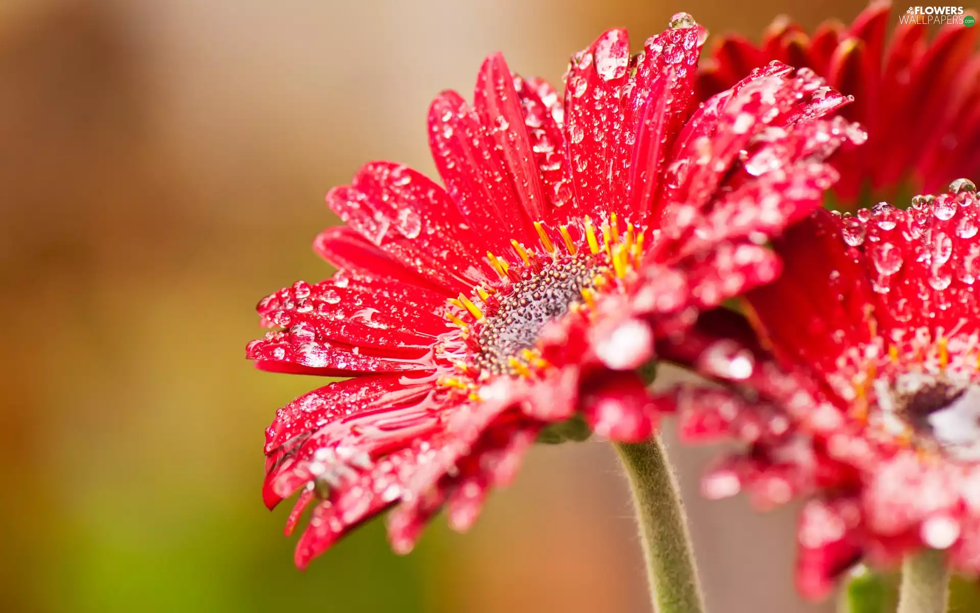 Rosy, gerberas, drops
