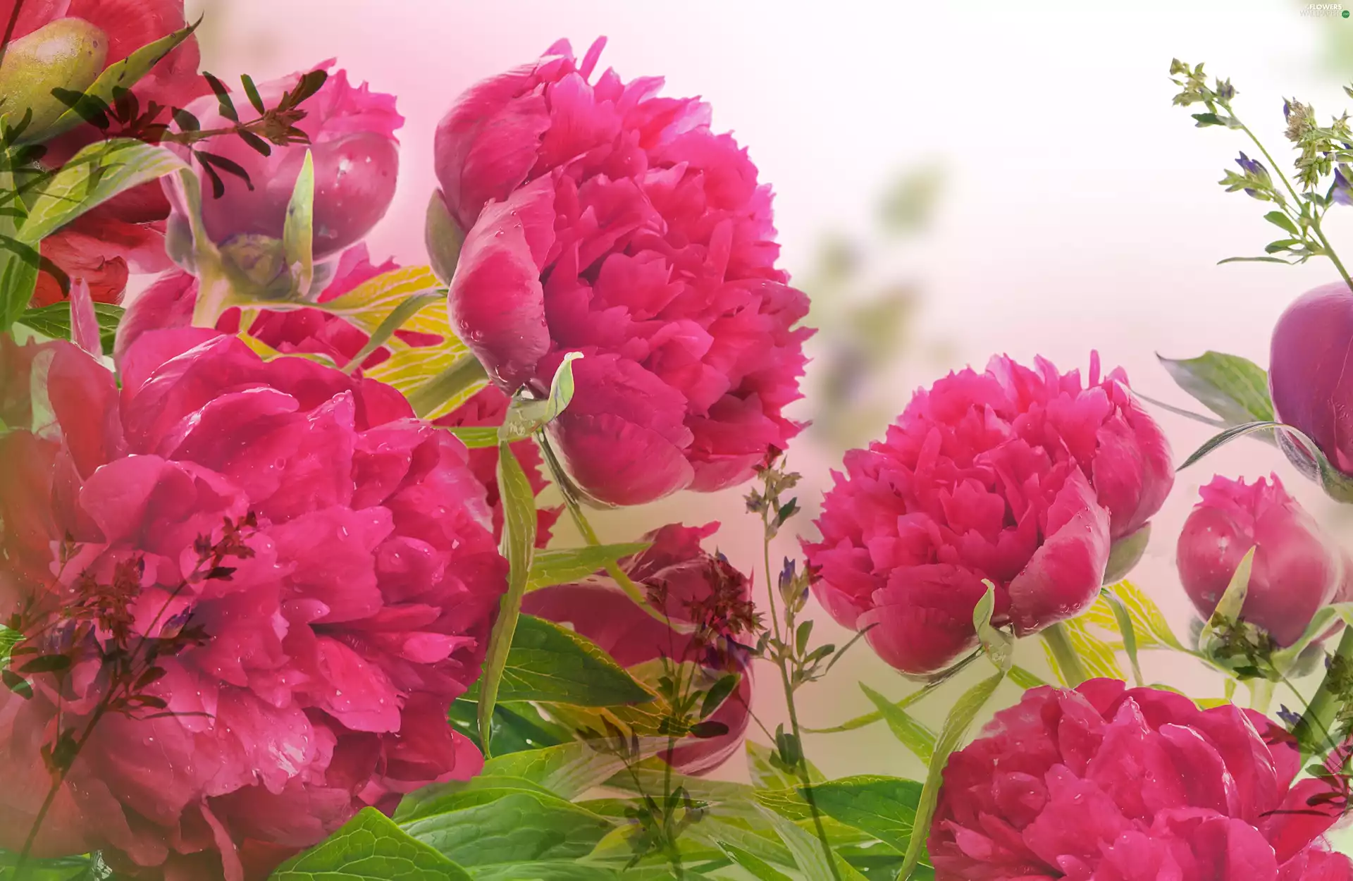 Rosy, Peonies, drops