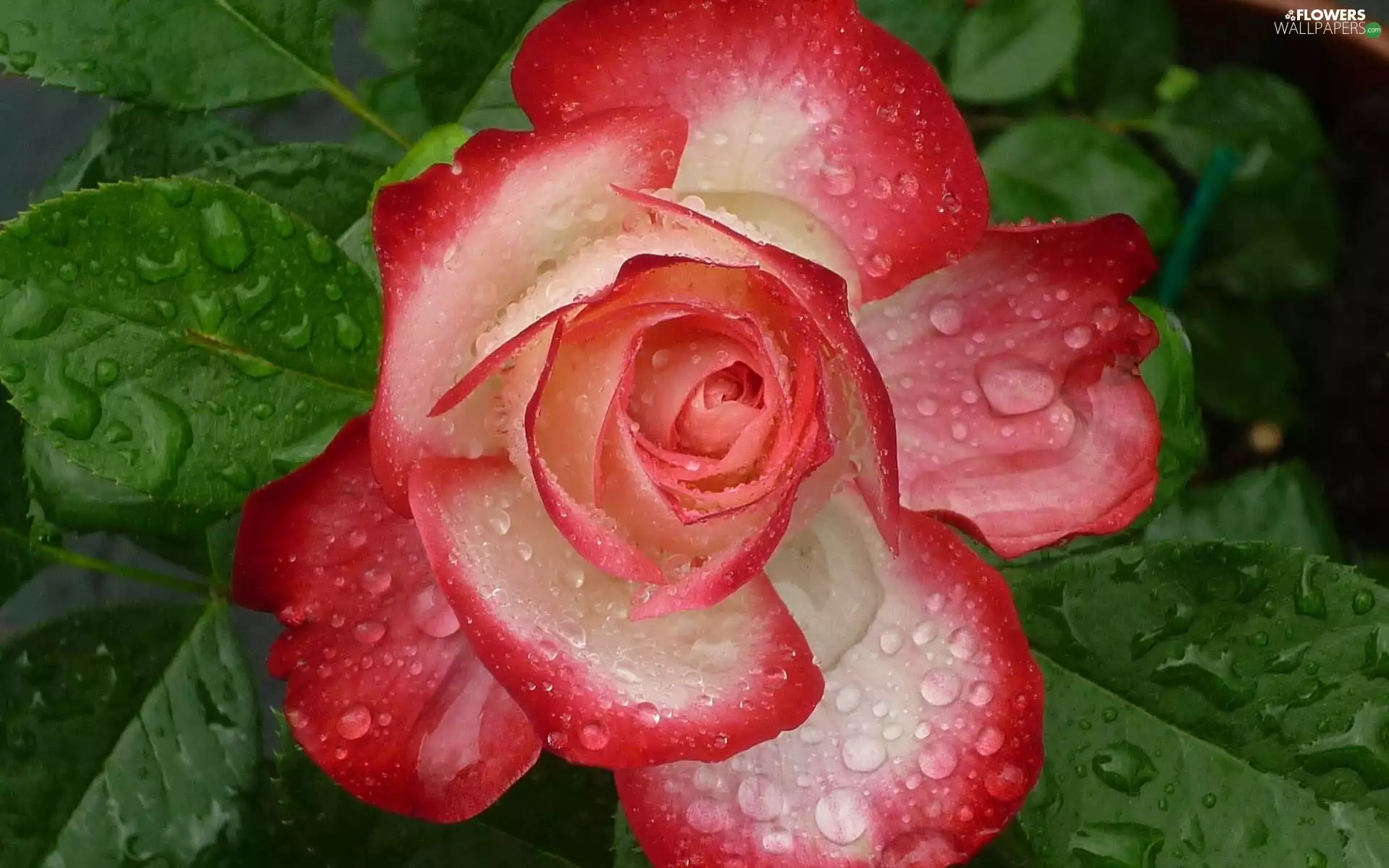 Rosy, rose, drops