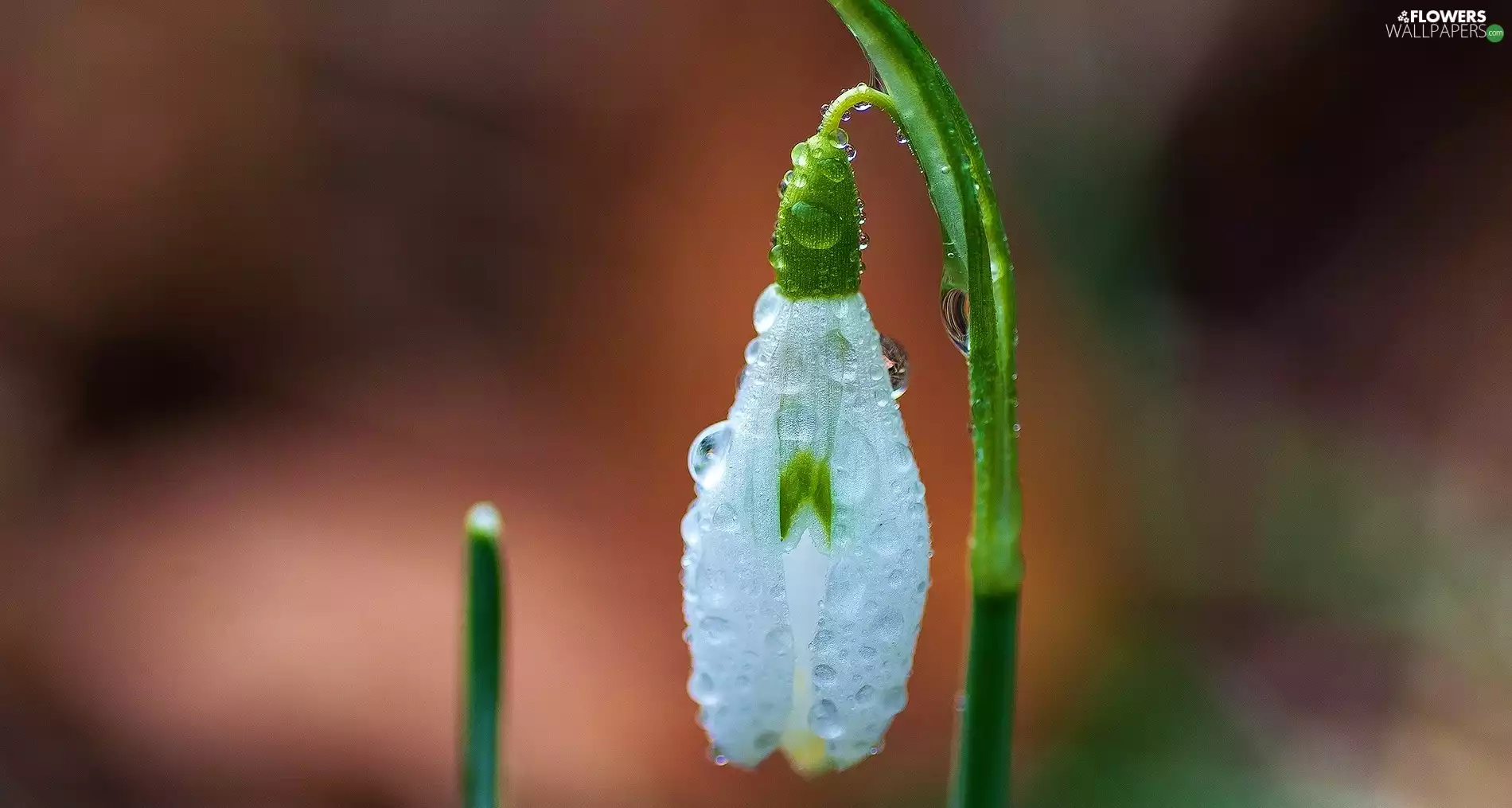 Rosy, Snowdrop, drops