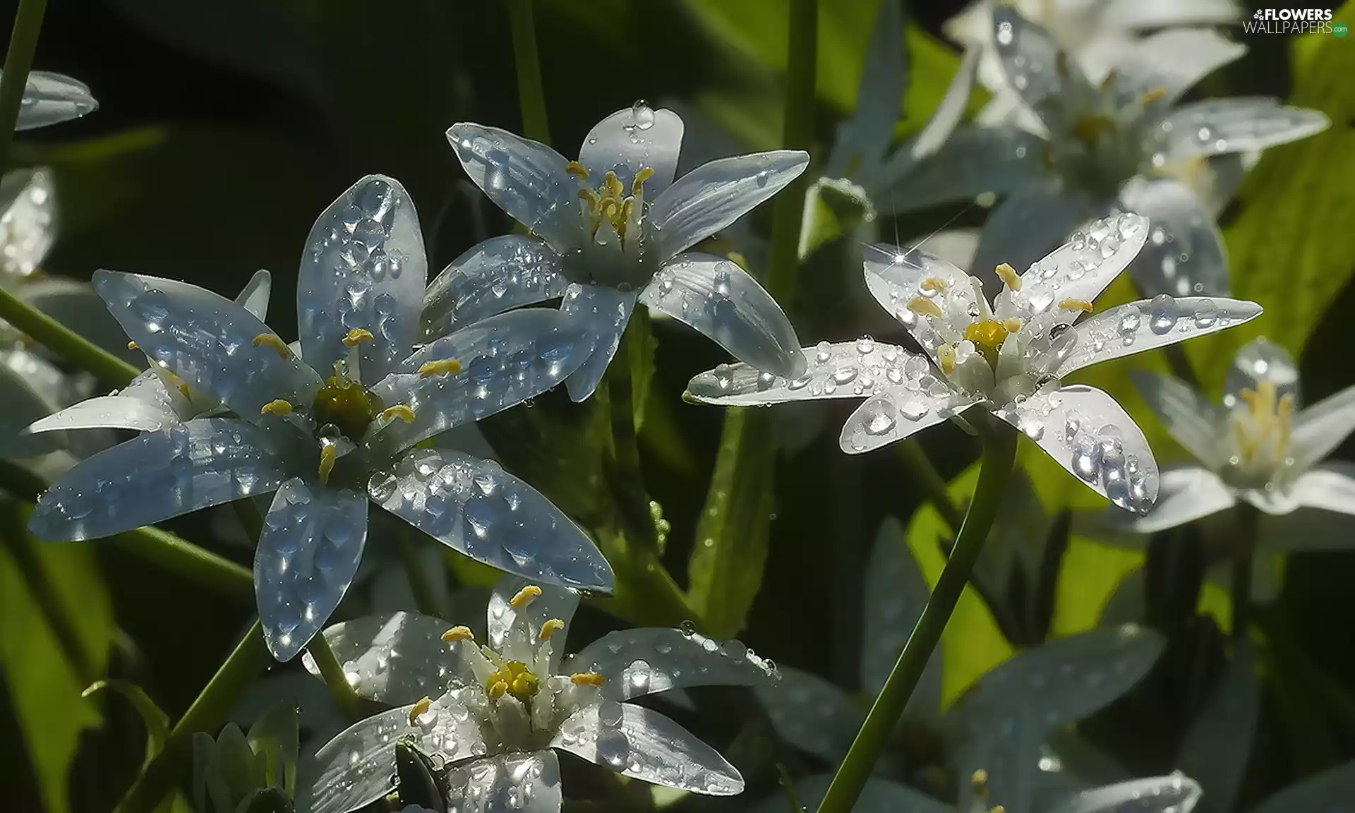 White, Wielosił, drops, Rosy, Flowers, Late