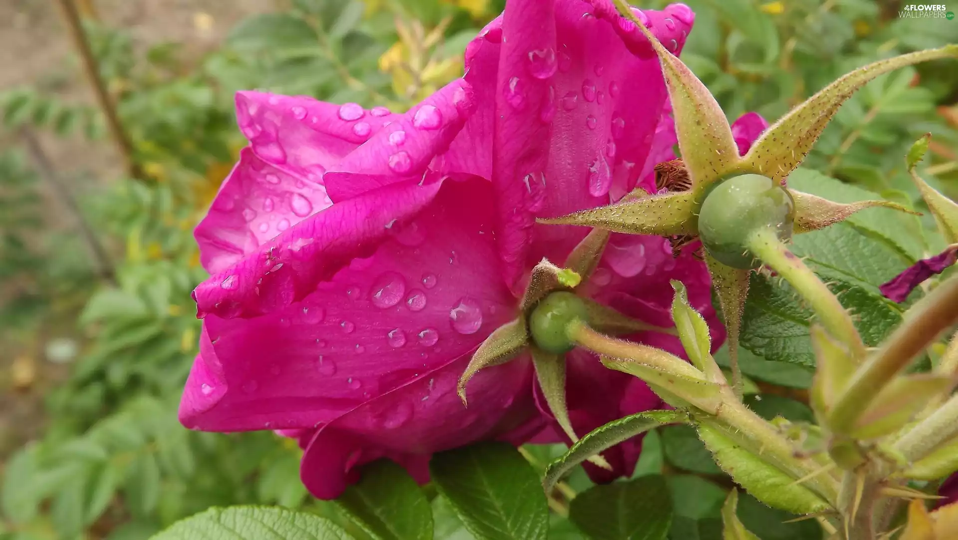 Pink, drops, Rosy, rose