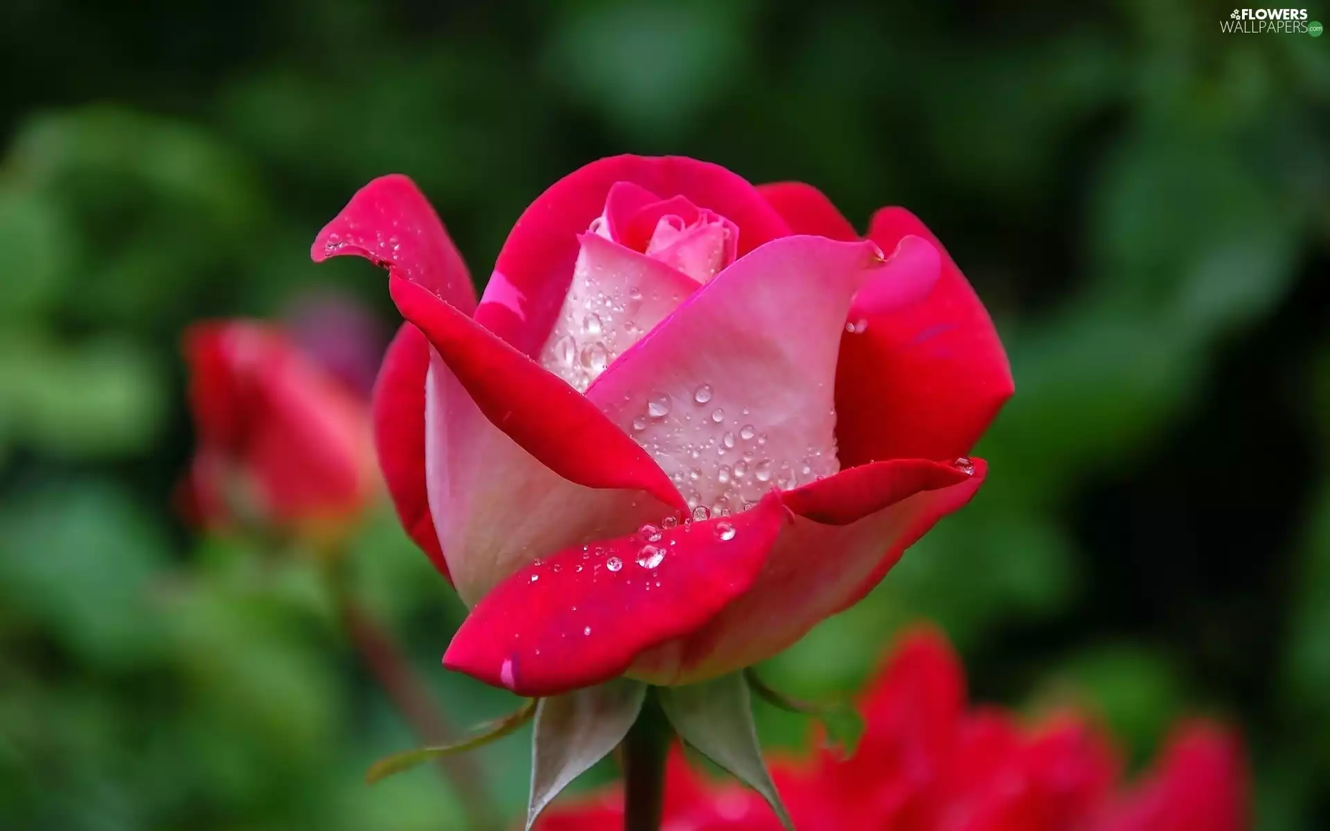 drops, Rosy, Pink, rose, red