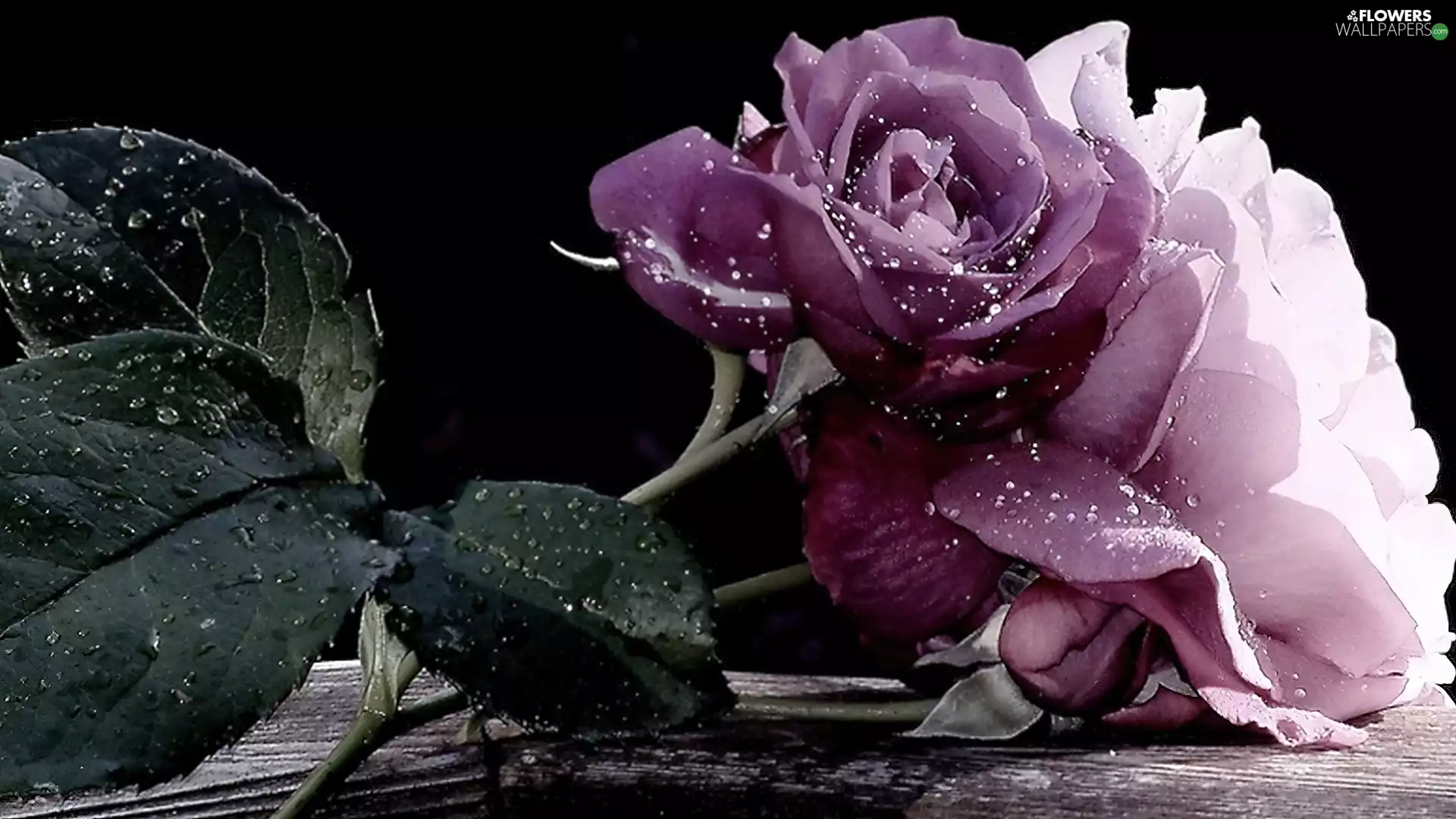 drops, Rosy, purple, roses, Flowers