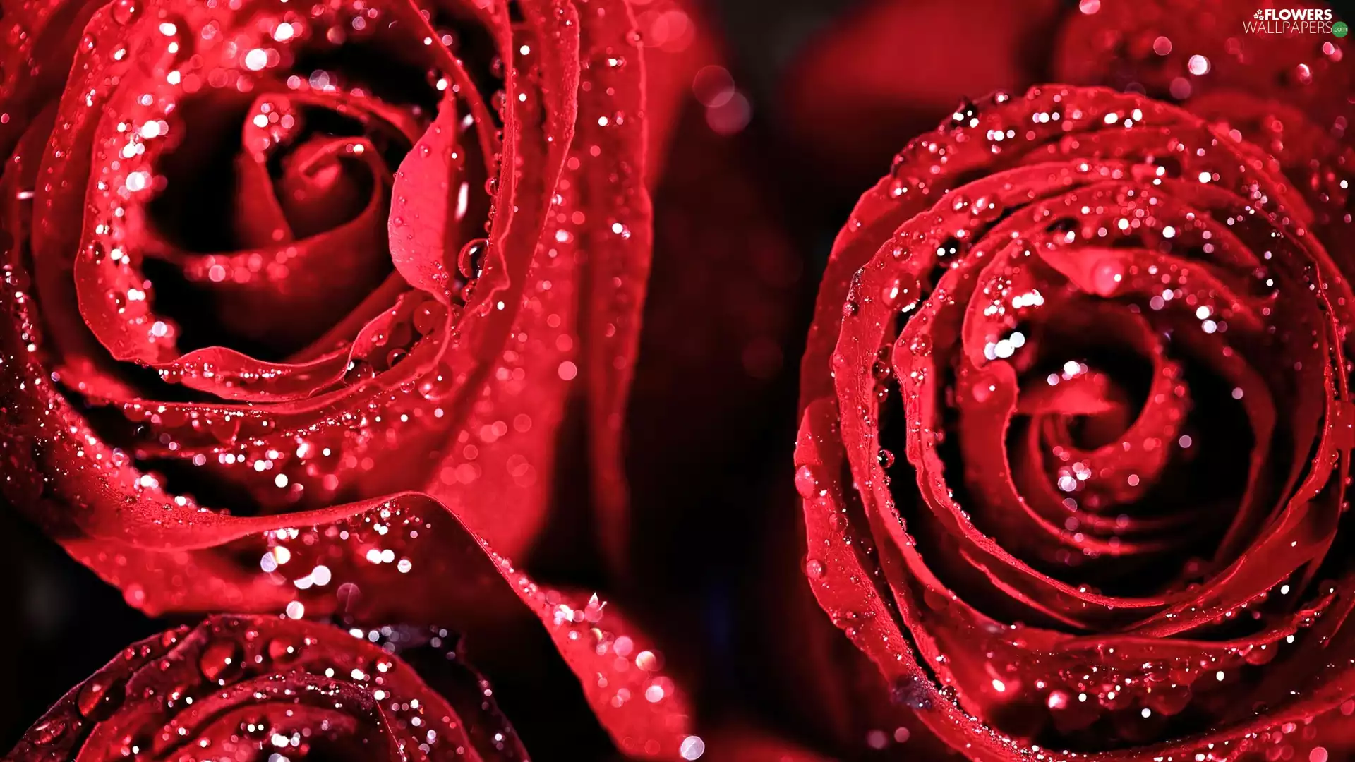 Red, drops, Rosy, roses